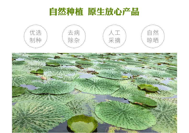 Dried Gorgon Fruit Seeds Qian Shi 500g Whole Euryale Seeds for Cooking and Congee overview