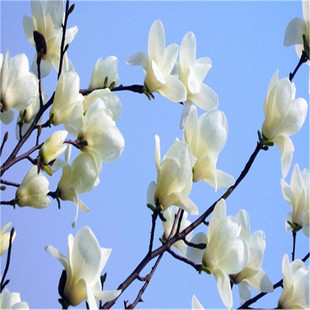 ��ľ�N�����m��N�Ӵ���Θ���~��˼�S���m�Ѱ׾�÷���