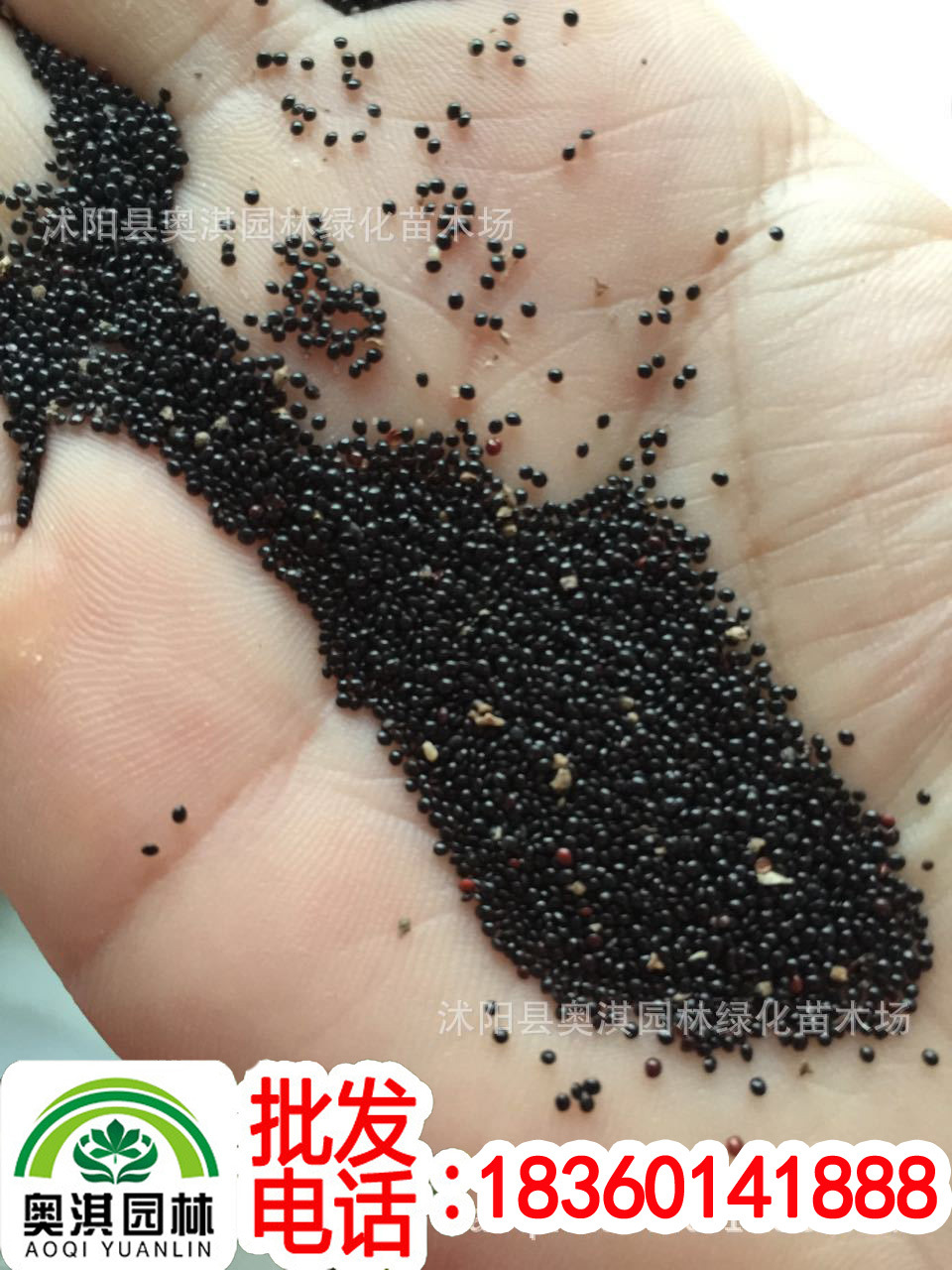 园艺种植 彩叶草种子 草娃娃批发花卉系列种子办公室园艺植 阿里巴巴