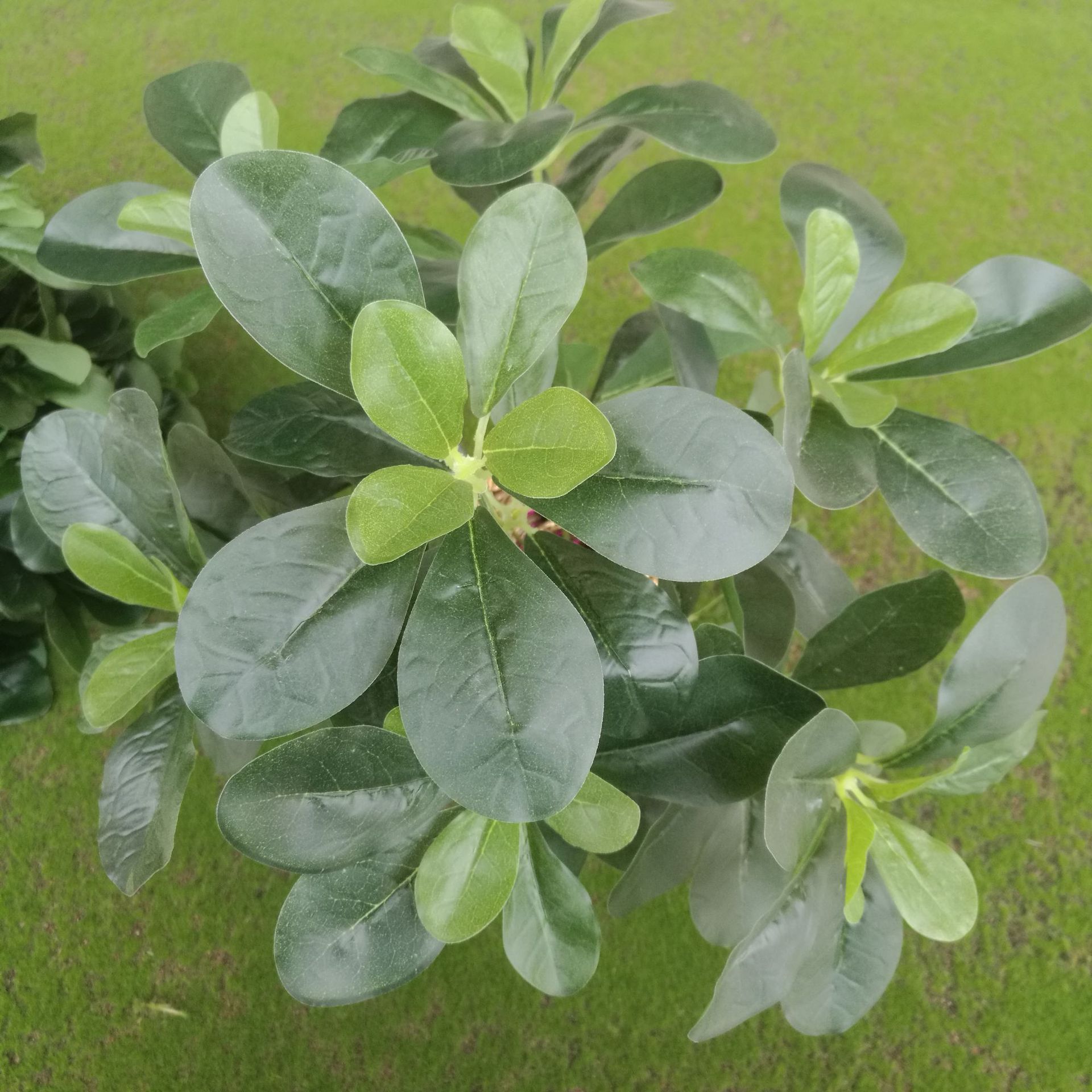 叶子上长很多元宝的花,(第11页)_大山谷图库