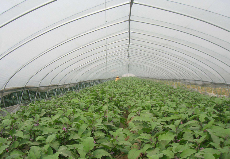 供应塑料大棚膜,多功能大棚膜,西瓜专用膜,草莓专用膜