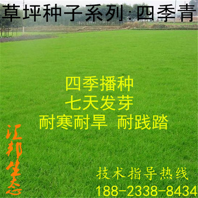 四季青草坪種子草籽 馬尼拉 庭院 耐高溫 進口草種 草坪 包發芽