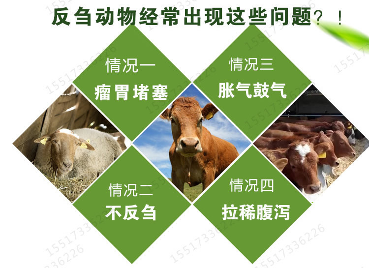 反芻動物益生菌養牛