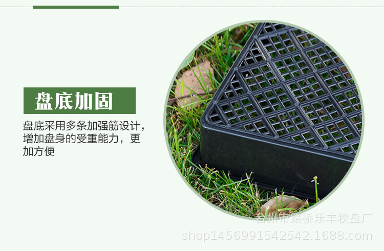 铁皮石斛育苗盘详情 (1).jpg