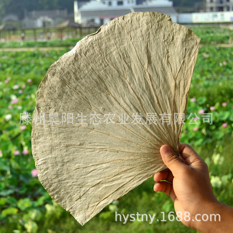 供应当季新品微山湖干荷叶整张包鸡包饭 荷叶茶 花草茶 散装批发