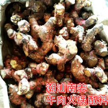 潮汕特产 新鲜南姜个500g 南姜块 牛肉火锅店煮汤去腥味