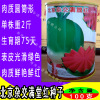 Beijing hybrid red fruit radish seed export type beautiful radish rouge carrot seeds