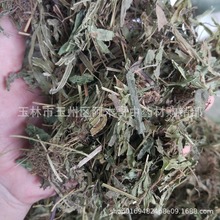 凤尾草中药材中草药 鸡爪草 阉鸡尾 金鸡尾 干品 正品