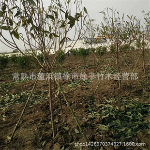 �a�ع���ë�� ë���� ����ë��G����ľ֧�μܾG���U��β����֧��