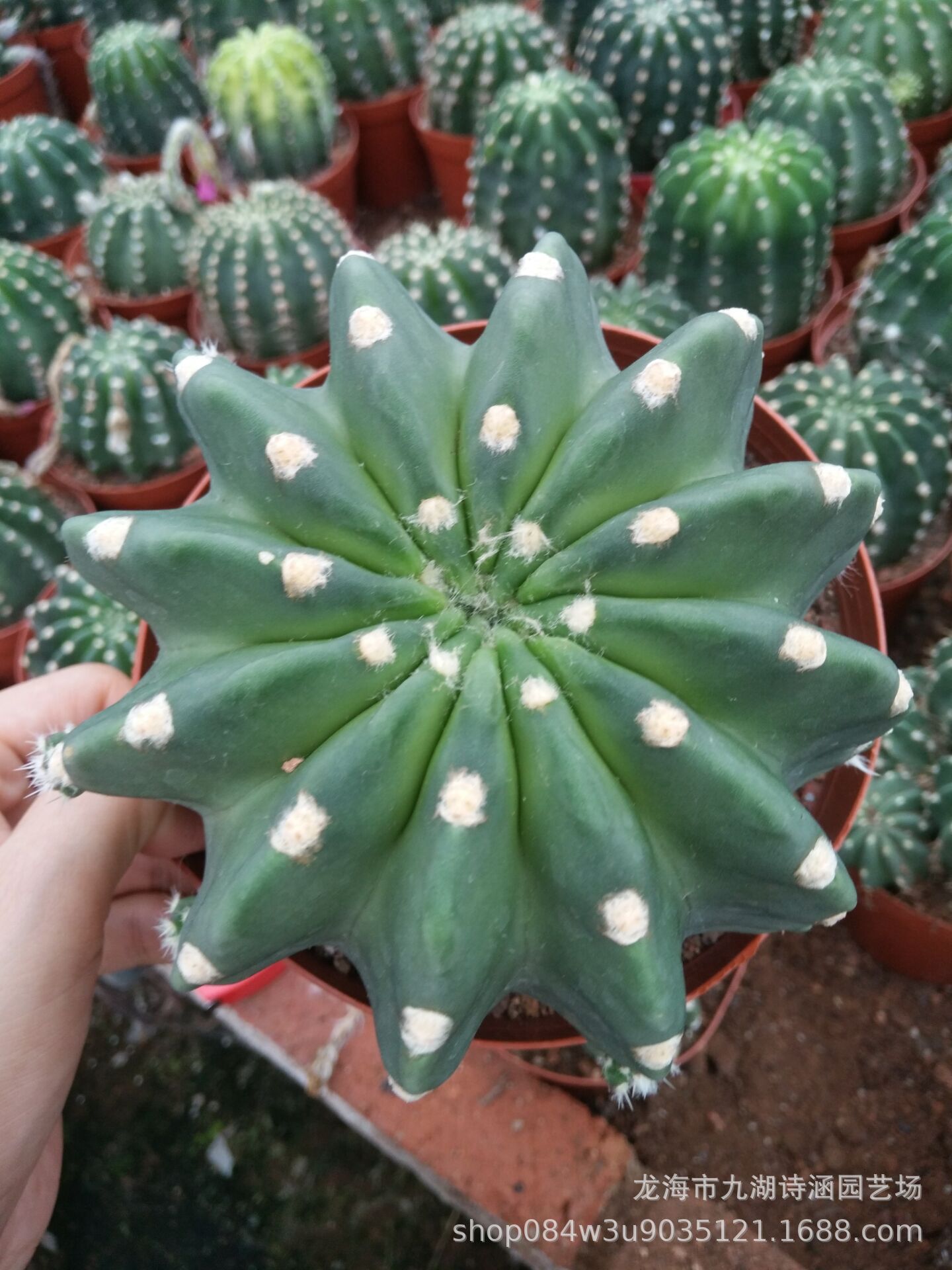 短毛丸 仙人球批发67 室内绿植盆栽阿里巴巴