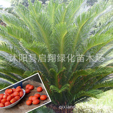 新采收铁树种子树苗苏铁阳台盆栽发芽实拍夏季秋季多年生铁树种子