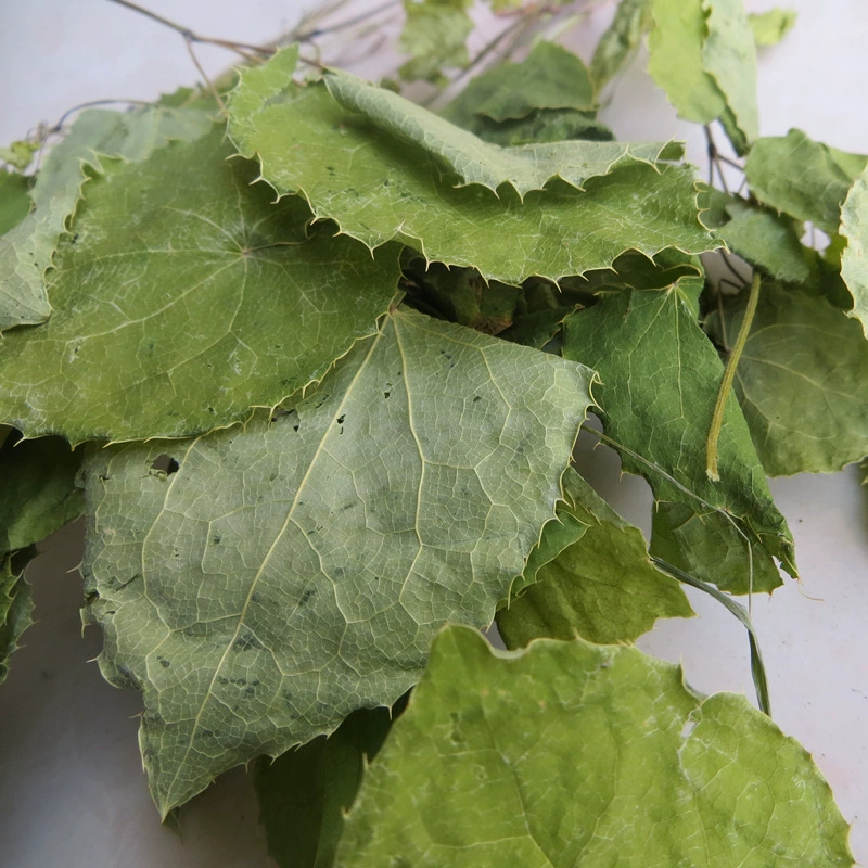 Дикие фермеры Эпимедиум в округе Исянь, Ганьсу, выращивают китайское травяное лекарственное средство