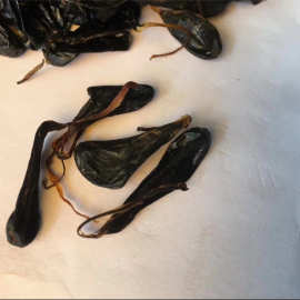 供应中药材 蛇胆 五步蛇胆干 乌梢蛇胆 大货供应