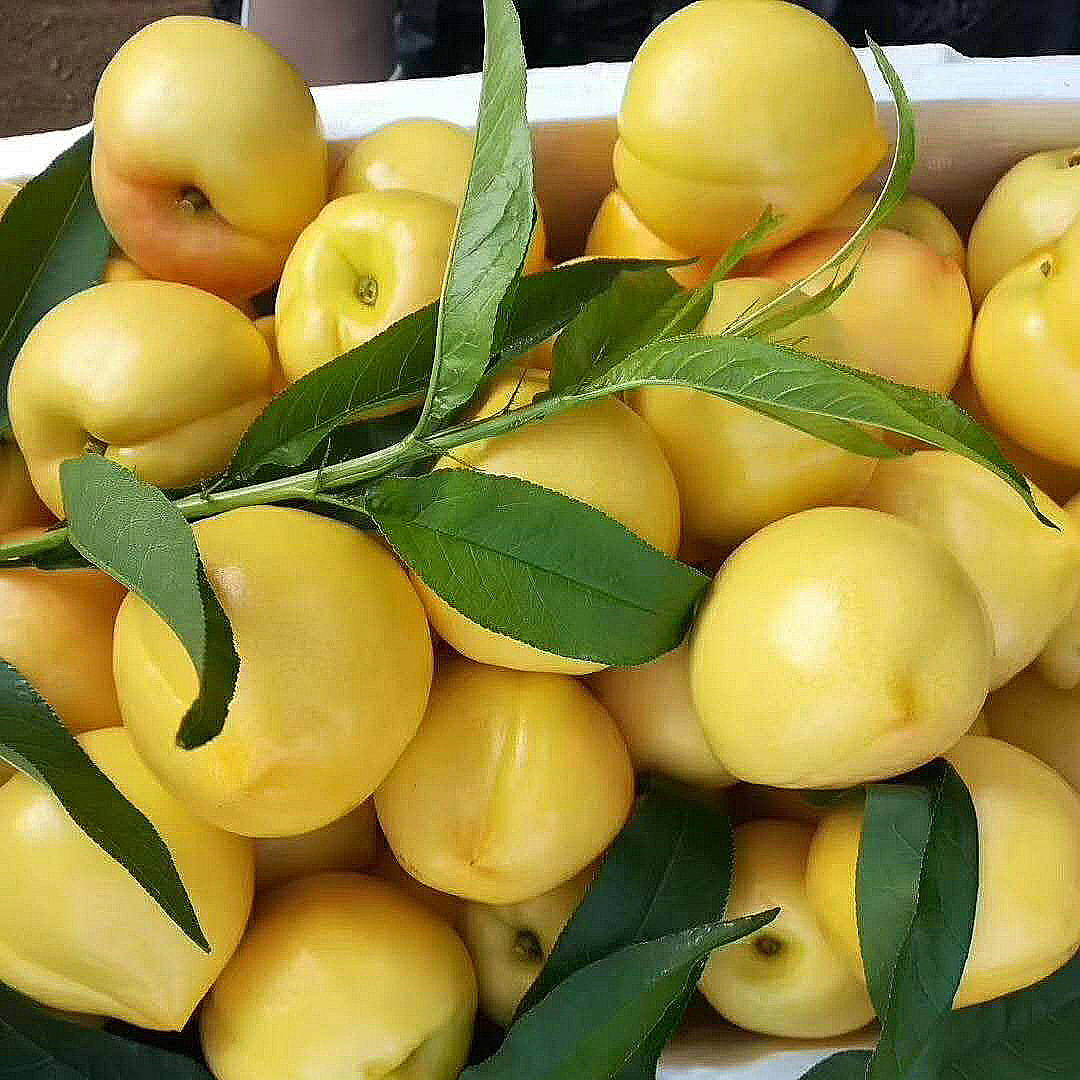 新鲜黄金油桃-大连黄桃水果一件代发顺丰，非水蜜桃黄油桃享受！
