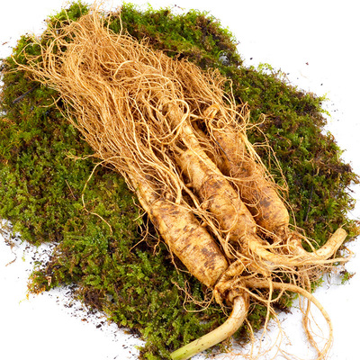 鲜人参产地批发 东北长白山人参 生滋补煲汤泡酒一件代发带土鲜参