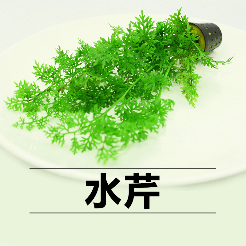 鱼缸活体水草水芹中后景水草冬天耐低温水草绿色懒人植物草场批发 价格 厂家 哪里买 我有货 B 5yoho Cn