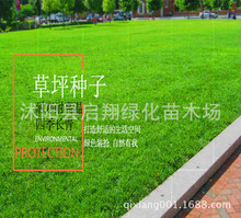 美国四季青草坪狗牙根草籽球场庭院护坡种子不修剪耐践踏草坪种子