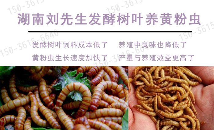 发酵树叶养黄粉虫