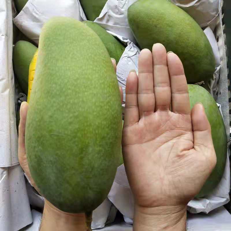 廠家代發越南大青芒熱帶水果芒果非玉芒甜心芒歡迎批發壹件代發