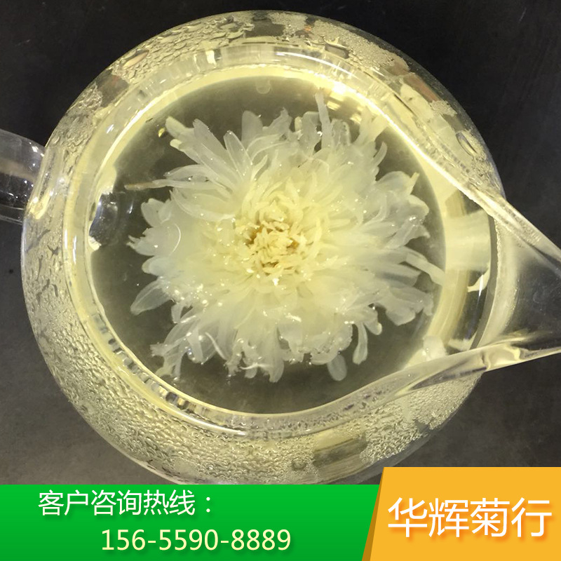 香菊王 白菊花茶香菊 一朵一杯 大菊花散装 河北香菊 菊花茶 包邮