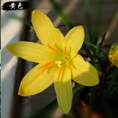 Wholesale base Onions orchid Bulbous plants Ground cover plants Florescence Safflower Yellow flower White and green Chemical Engineering