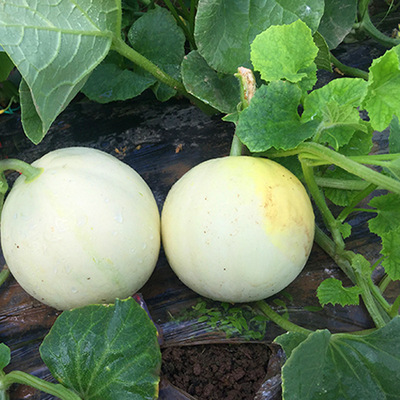 现摘现发郁金香小甜瓜 5斤净重新鲜香瓜非阎良甜瓜白皮瓜产地直发|ms