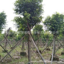 ����ֱ�N ���~�� �L�~�� ���~�� ���~��Ƥ�� ���� �G����ľ��r