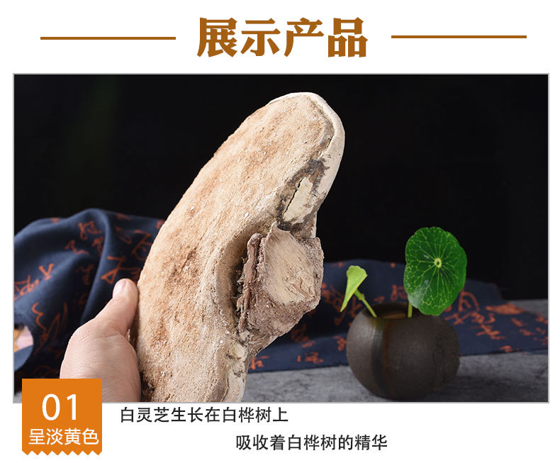 White Lingzhi (Ganoderma lucidum) — Dried Reishi Mushroom from Changbai Mountain, 500g quality and texture
