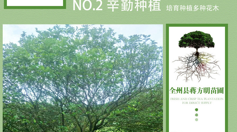 详情页_12.jpg