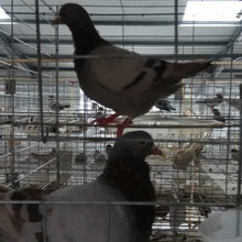 出售落地王种鸽 红卡奴鸽子 公斤鸽子 银王肉鸽种鸽养殖技术