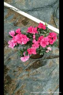 ����ֱ�N ���t ����� ���~�� �S�^ �l�� ͥԺ �ȾG����ľ��r