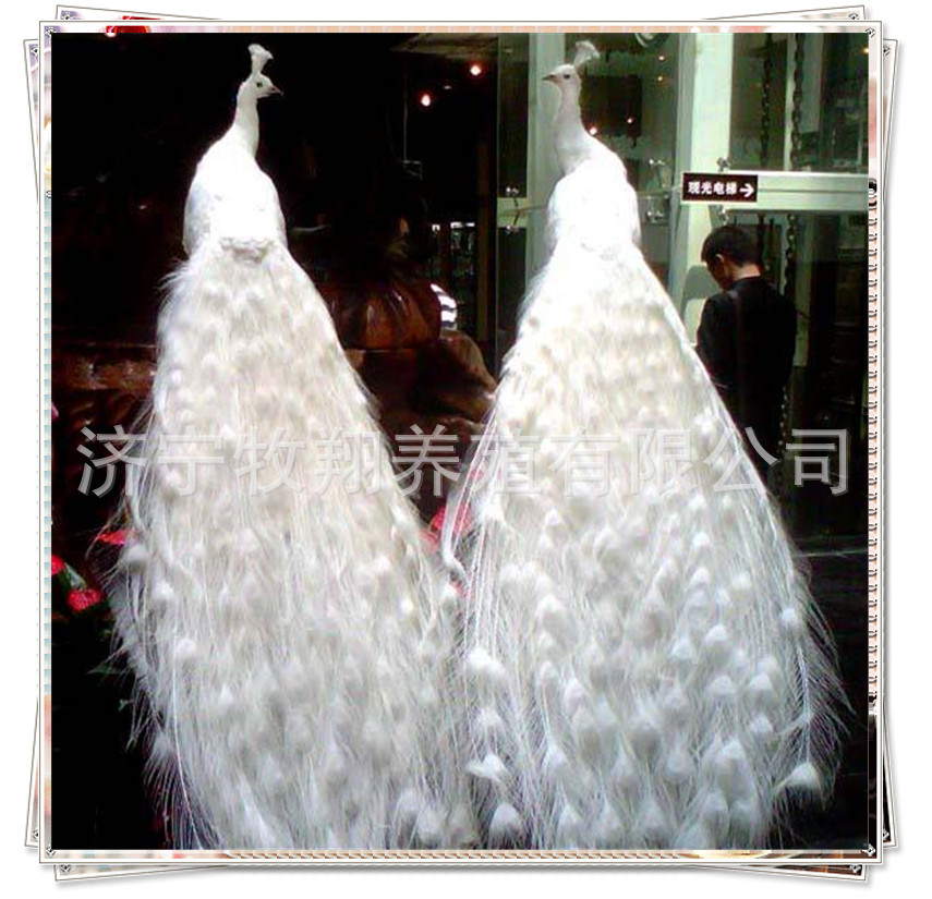 出售精品蓝孔雀标本 花孔雀标本多少钱 鳄鱼标本 山鸡标本多少钱