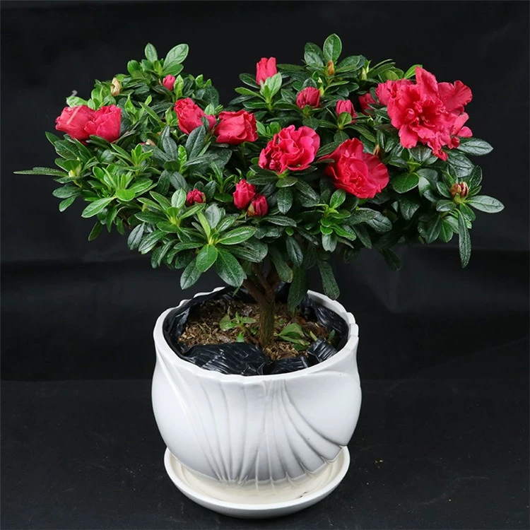 Ленивое растение Four Seasons Двойной лепесток Рододендрон Пень в горшке с цветами Цветы Растения Комнатные Цветочные саженцы Цветение непрерывно