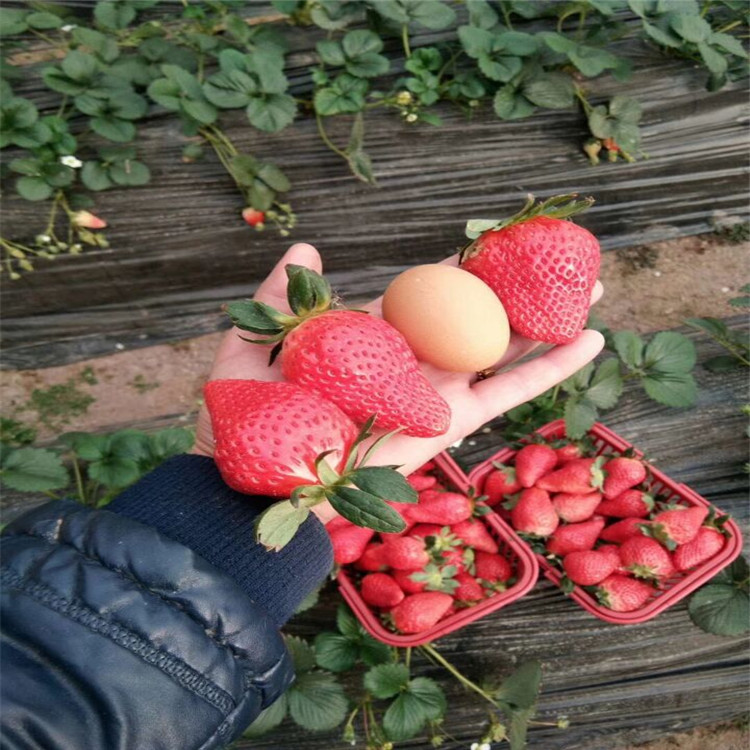 草莓苗 南方硬果草莓品种 甜查理 法兰地草莓苗基地 高产苗