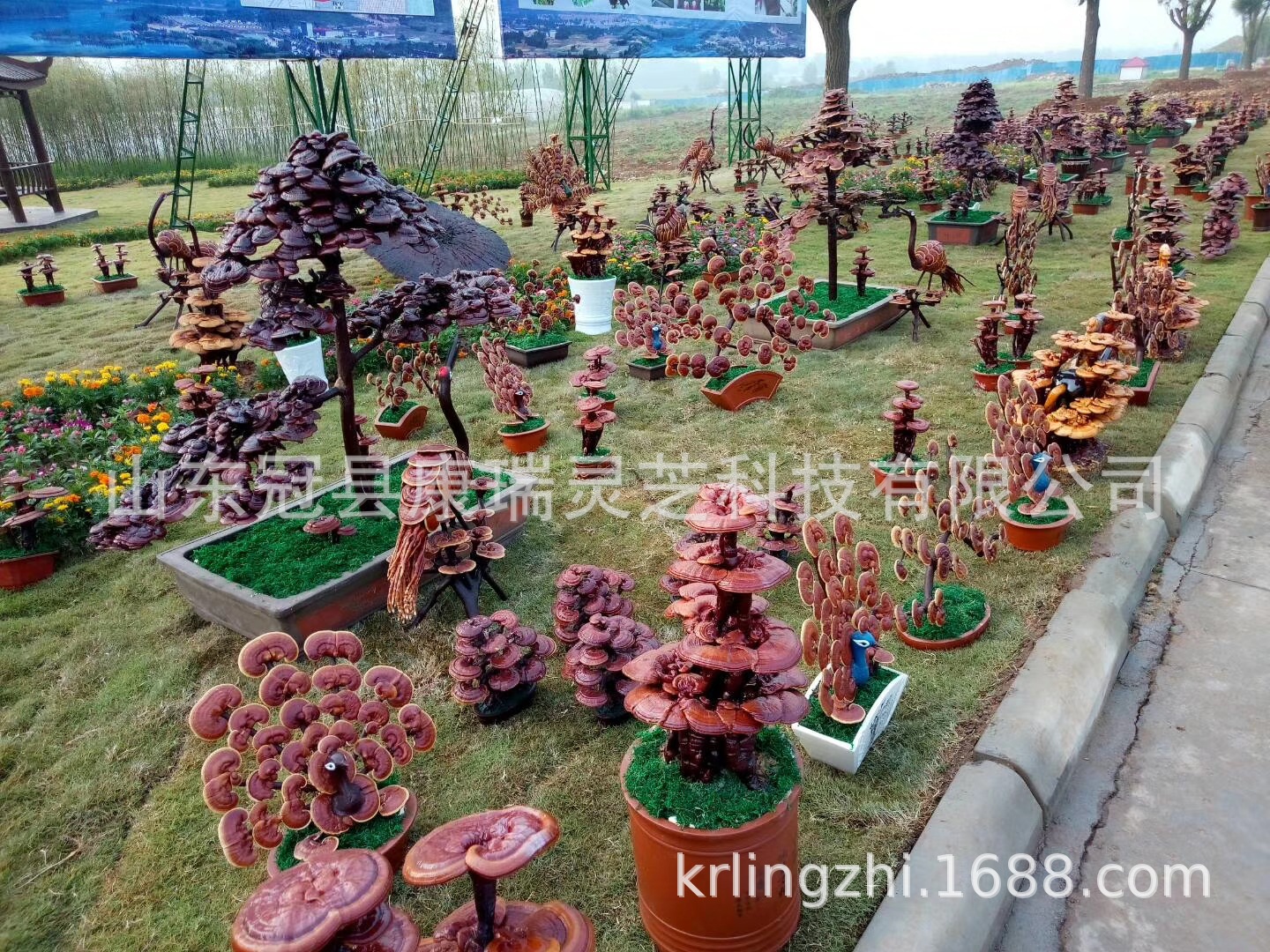 冠县康瑞灵芝盆景 山东灵芝 灵芝盆栽 灵芝摆饰 灵芝花 灵芝造型-阿里巴巴