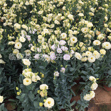 �۹� ���滨 �ٻ���۹��ӼҔ[���������l�r�л�