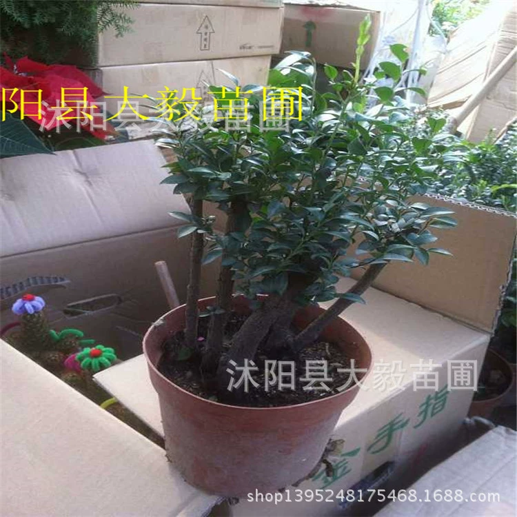 Зеленое растение в горшке Листовка из красного сандалового дерева Куча из красного сандалового дерева Крытый Рабочий стол Высококачественное растение в горшке