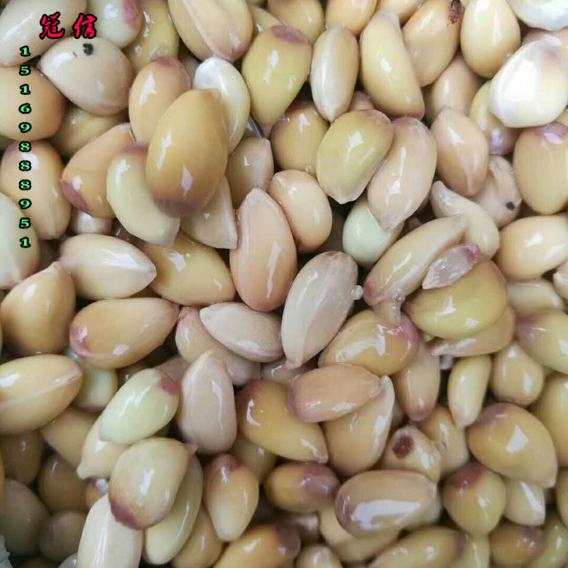 大量销售枸橘种子成活率保证冠信提供枸橘苗种植嫁接技术|ms