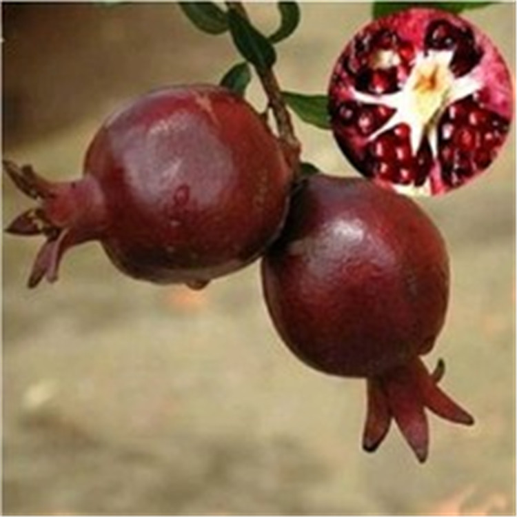 厂家直供   黑石榴香精   复合香香水香  日用香精  免费拿样