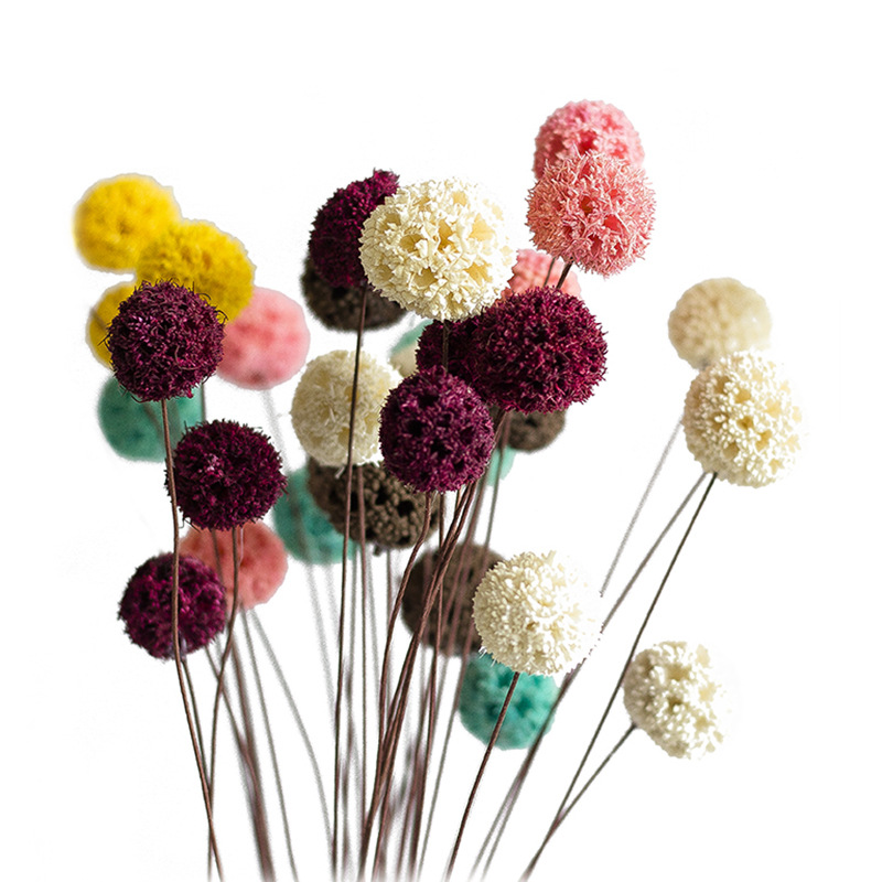 decorate Home Furnishing Passepartout Botany fruit Hand made combination a decoration Art Dried flowers Passepartout