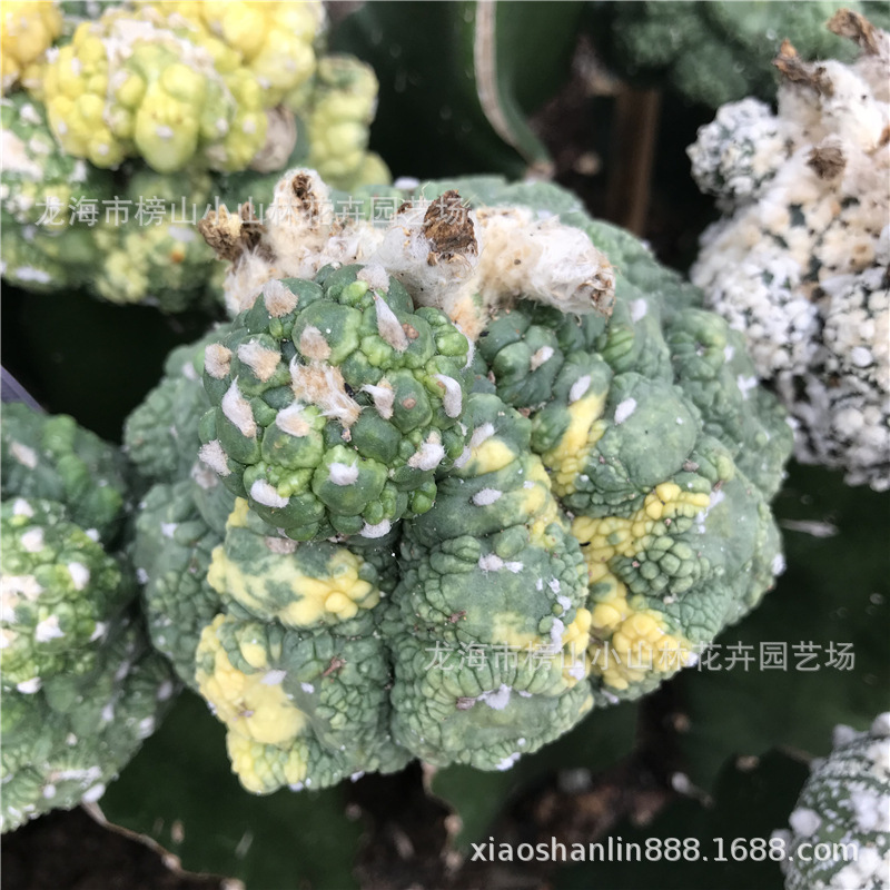 嫁接仙人球龟甲兜石化锦品种多肉植物仙人掌批发 阿里巴巴