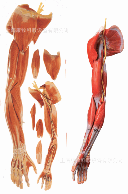 上肢肌肉附血管神经模型