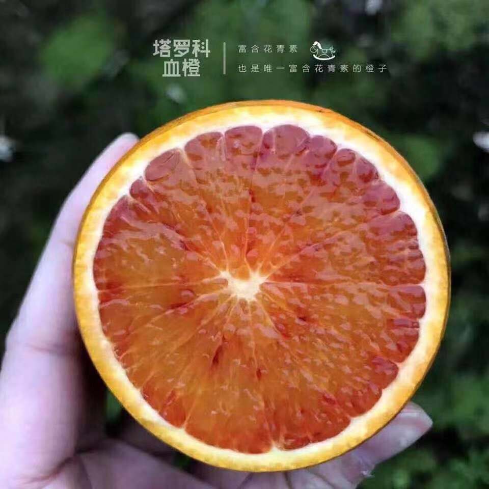 5斤14.9 塔罗科血橙 中果   果冻橙   酸甜多汁现摘水果代发播|ms
