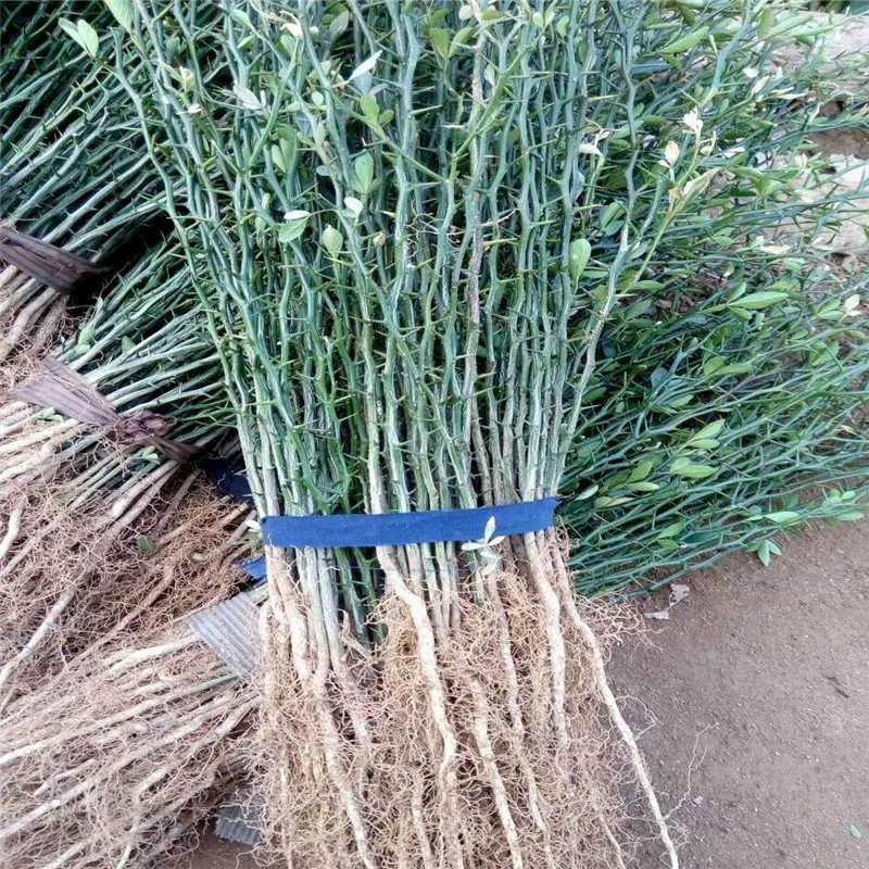 Poncirin Base Sell grafting Orange Poncirin Height 30 a centimeter -2 Bamboo fence Citrus aurantium