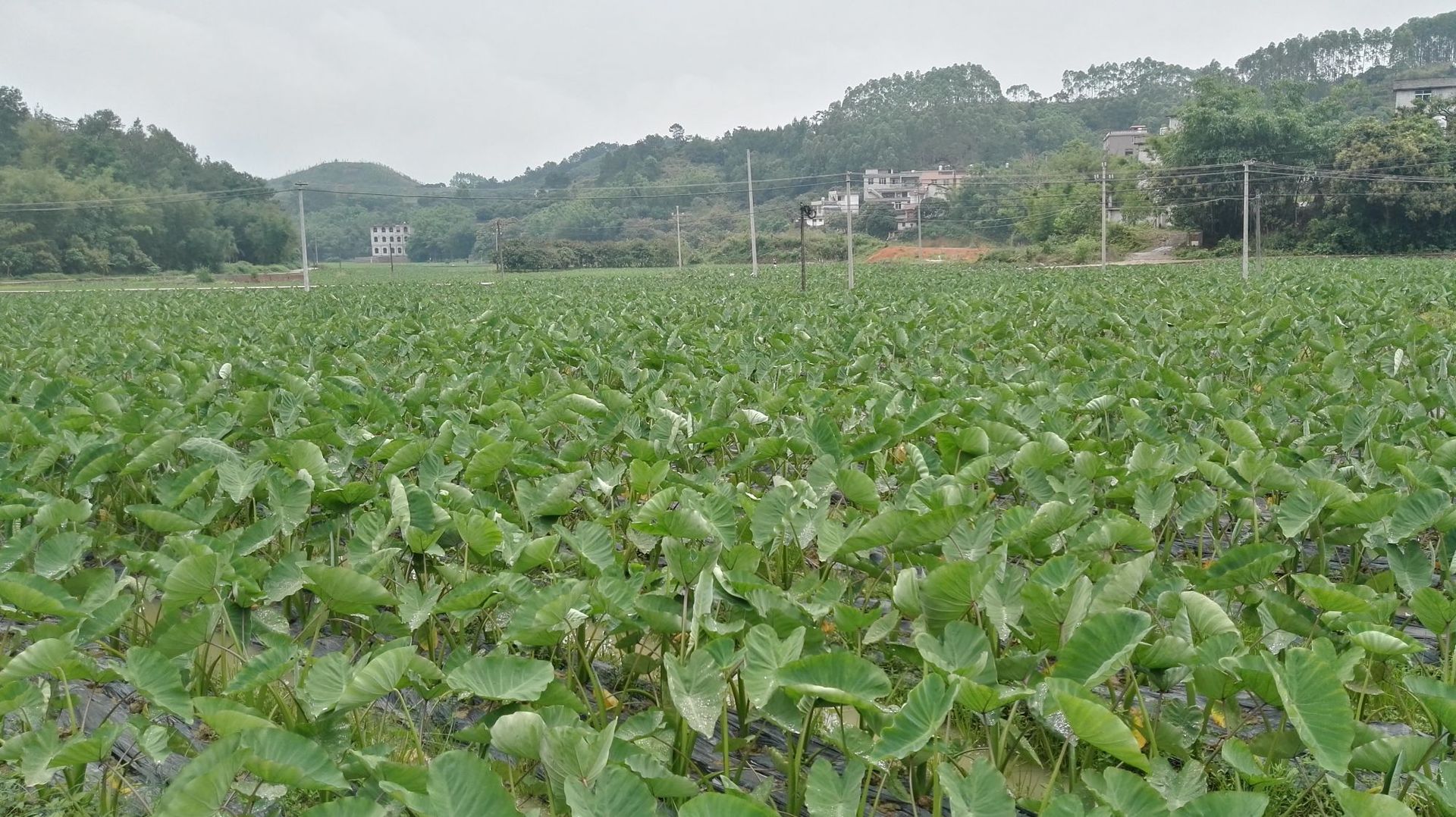 广西芋头种苗_香芋苗价格_荔浦芋头苗批发/采购:18278027808-阿里巴巴