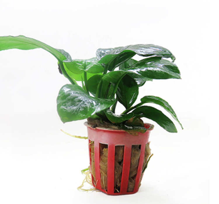 小巴榕主图 (1).jpg