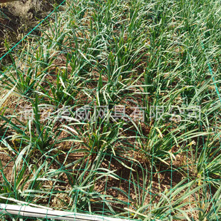 �S�ҹ����r�þ²˾W ����ϩ���پW �S�Ͻz�ϾW �����l