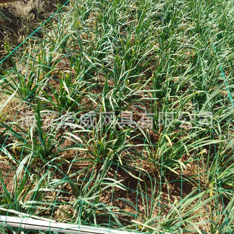 Завод питания сельскохозяйственных порей чистый полиэтилен восхождение чистый огурец люфа чистая может быть оптовой