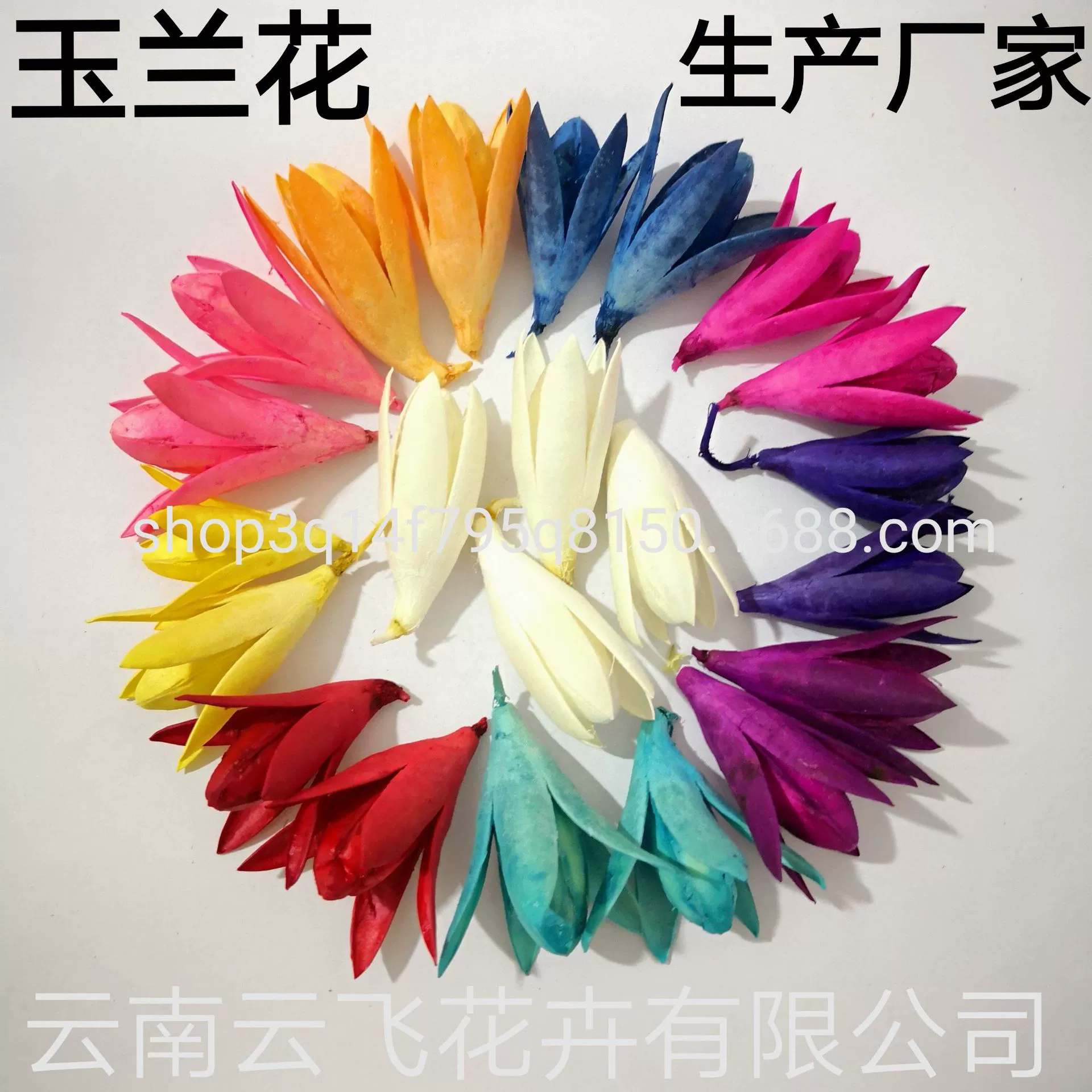 [Magnolia] Manufacturer supply naturally toon fruit shell Magnolia dried magnolia flower DIY handmade flower combination flower material