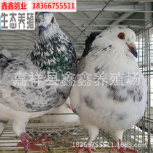 贵州肉鸽（种鸽）养殖基地出售红卡奴种鸽|白羽王种鸽|景区广场鸽
